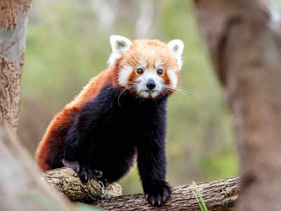 Red Panda Day: రెడ్ పాండాల విశేషాలు తెలుసా? 