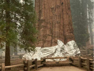 कैलिफोर्निया: दुनिया के सबसे बड़े पेड़ पर मंडरा रहा संकट, आग की लपटों से बचाने के लिए ओढ़ाया गया खास कंबल 