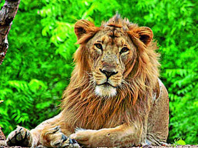 Bihar News: दो विभागों के फेर में बीच सड़क फंस गए नीतीश के शेर... जानिए क्या था माजरा