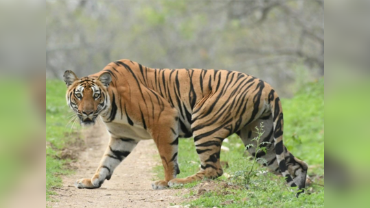 गडचिरोलीत ३२ वाघ; मागील दहा वर्षात गतीने वाढली संख्या