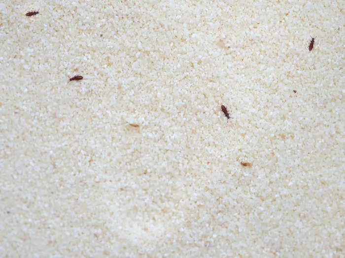flour beetle