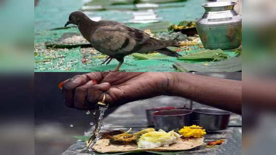 pitru paksha 2021 पितृपक्ष :श्राद्धात कावळा का महत्त्वाचा,यामुळे कावळ्याला देतात अन्न जाणून घ्या