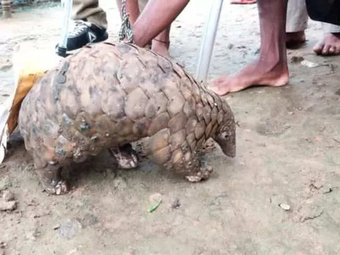 pangolin pangolin