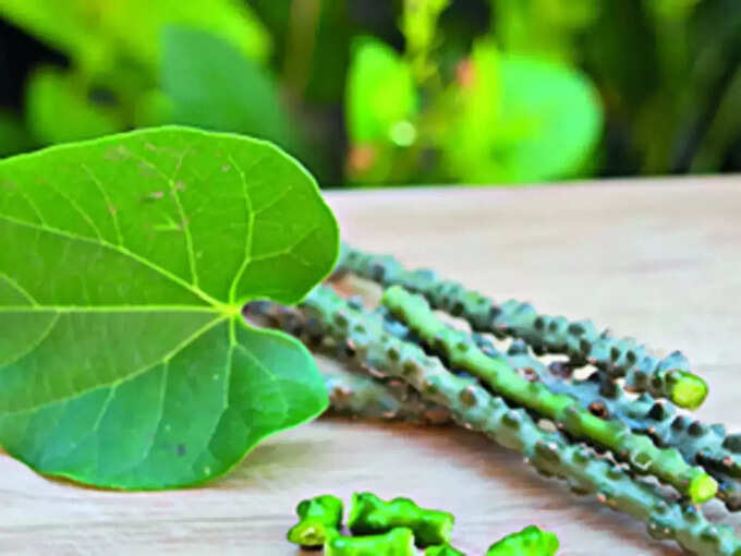 giloy herb benefits: அமிழ்தவள்ளி எனும் சீந்தில் உடலுக்கு நல்லதுதான்... அதிகமாக எடுத்துக் கொண்டால் என்னென்ன பக்க விளைவுகள் ஏற்படும்.. 4 samayam tamil Tamil News Spot