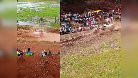 bull race was organized: बंदी असतानाही बैलांच्या चिखल गुठ्ठा शर्यतीचे आयोजन; प्रकरण आले अंगलट