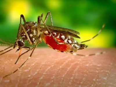 मुंबईकरांना पावसाळी आजारांचा वेढा; मलेरिया, डेंग्यूचे रुग्ण वाढले 