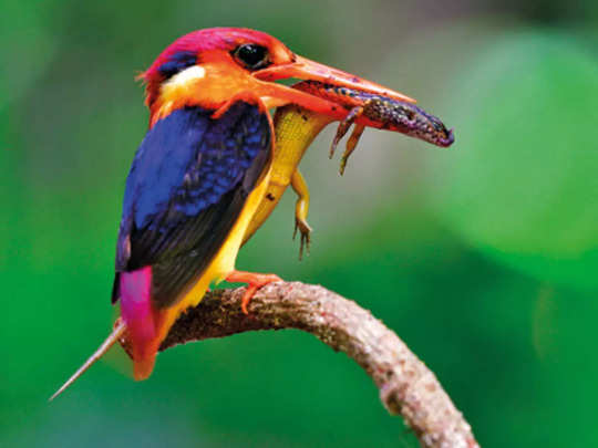 oriental dwarf kingfisher: 'तिबोटी खंड्या' हा रायगड जिल्ह्याचा पक्षी घोषित; भूतान, श्रीलंकेतून येतो जिल्ह्यात 