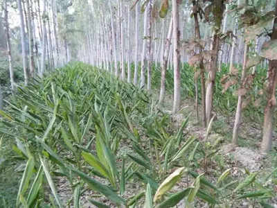 Turmeric Farming Business Idea: आम-अमरूद के बगीचे में ऐसे करें हल्दी की खेती, कोरोना काल में किसानों को मालामाल कर सकती है ये फसल! 