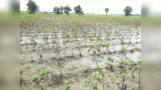 Maharashtra Rains: राज्यात ओला दुष्काळ जाहीर होणार?; आता मंत्र्यानेच मुख्यमंत्र्यांकडे केली मागणी