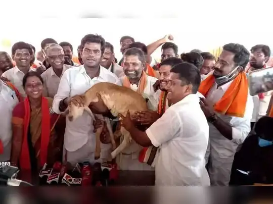 tn bjp annamalai: என்னது பாஜக அண்ணாமலைக்கு ஆஸ்கர் விருதா..? என்ன சொல்றீங்க!  - tirupur district bjp cadres goat gift to tamil nadu bjp chief annamalai |  Samayam Tamil