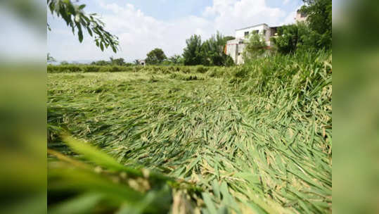 नुकसानग्रस्त शेतकऱ्यांना मिळणार दिलासा