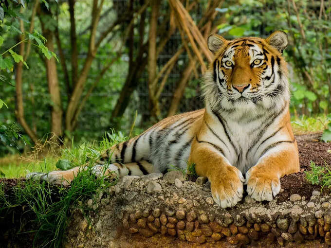 -ranthambore-national-park