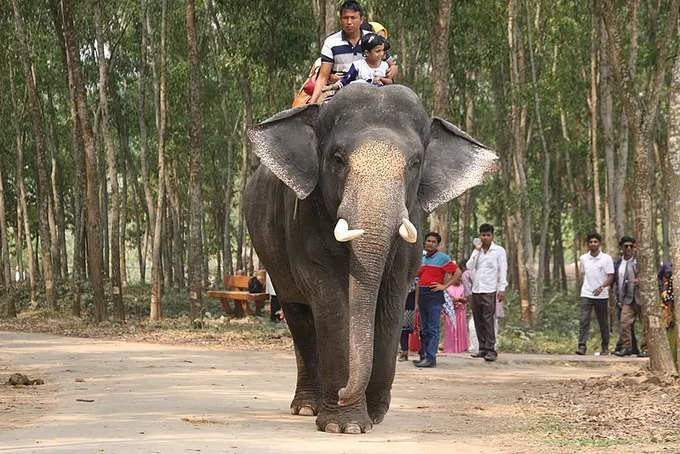 -elephant-safari-in-hindi