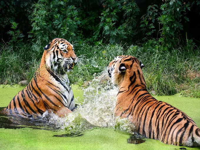 -spot-the-tigers-at-chakradhar