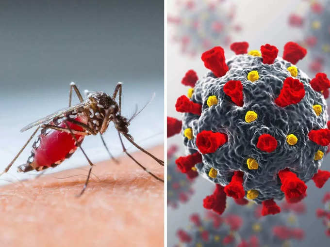 can-you-get-covid-19-dengue-at-the-same-time-experts-say-its-possible-treatment-can-be-complicated