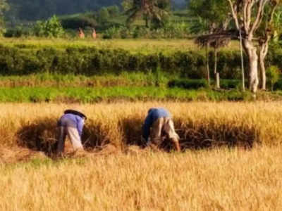 Bihar News: इस बार 3 फेज में धान खरीद की तैयारी, 1 नवंबर से होगी शुरुआत, किसानों के लिए अच्छी खबर 