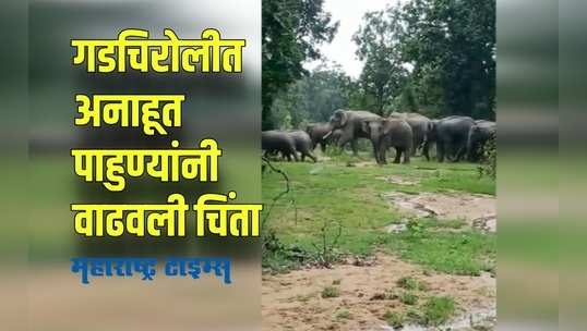 Gadchiroli : ओरिसातील भटकलेले जंगली हत्ती छत्तीसगड मार्गे आले गडचिरोलीत