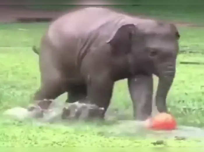 baby elephant