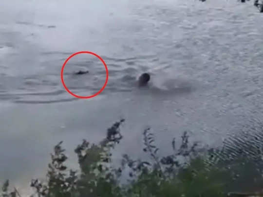 Video: मगरमच्छ ने दौड़ाकर तैराक को बनाया शिकार, चेतावनी के बावजूद लिया था 'रिस्क' 