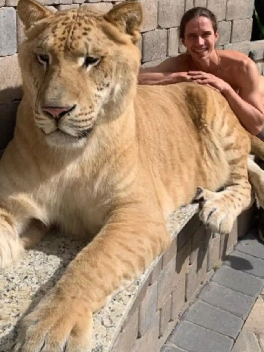 meet-the-world-s-largest-cat-liger-name-apollo-weight-319-kg