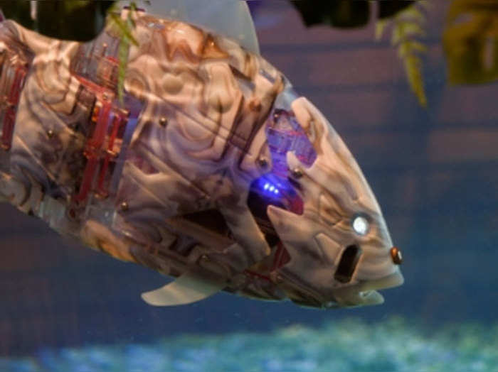जापान की Robotic मछलियों का विडियो देख लोग बोले-असली वाली खा गए क्या?