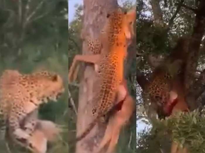leopard climbing tree with prey video goes viral
