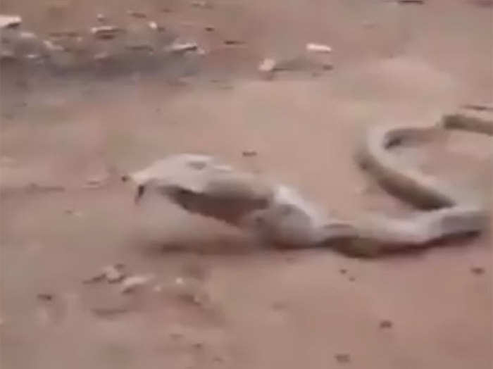 when cobra snake spitting out plastic bottle peoples are shocked