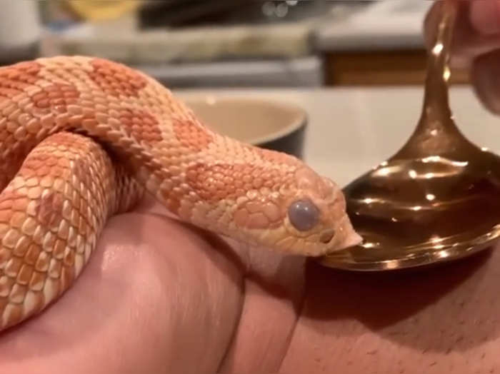 loki the snake sssipping water from a spoon watch video