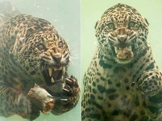 Photographer Captυres Incredibly Rare Moмent Jagυar Dives to Catch Food