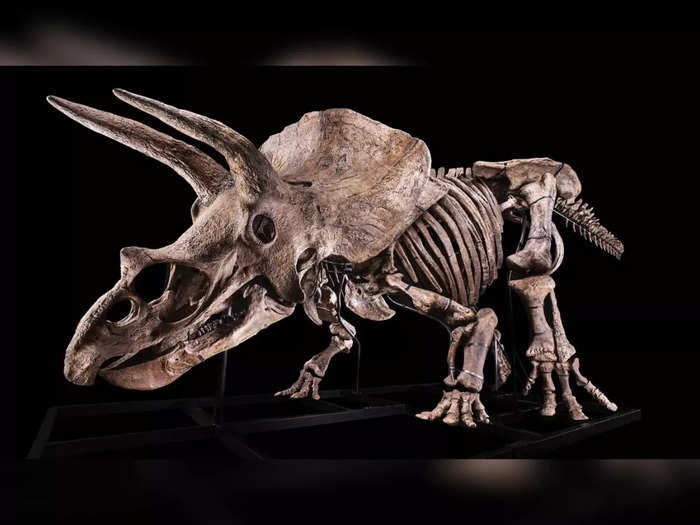 Triceratops fossil