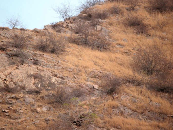 तेंदुआ चट्टान पर बैठा है, पर उसे देखने के लिए बाज वाली नजरें चाहिए
