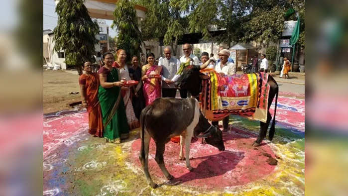 Vasubaras 2023: दिवाळीचा पहिला दिवस वसुबारस तिथी, पूजनाची पद्धत, नियम, महत्त्व व मान्यता