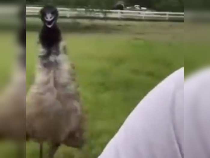 ostrich was running behind the man video goes viral