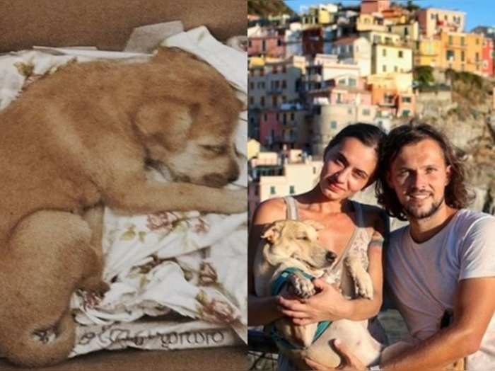 meet this indian street dog who adopted street dog in india now he is doing world tour