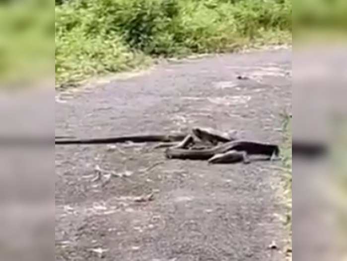 monitor lizard and king cobra snake fight video goes viral