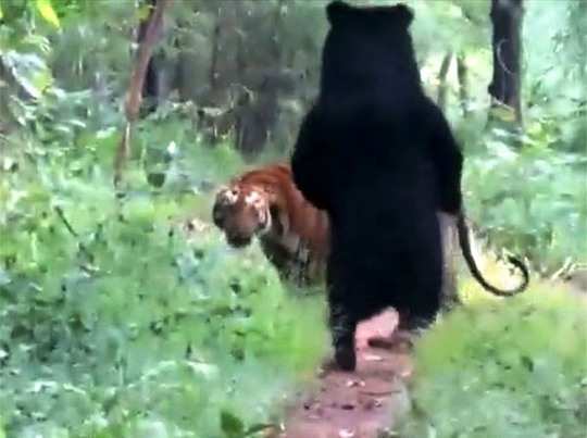 भालू को पैरों पर खड़ा देख जमीन पर बैठा टाइगर, फिर गजब ही हो गया! 