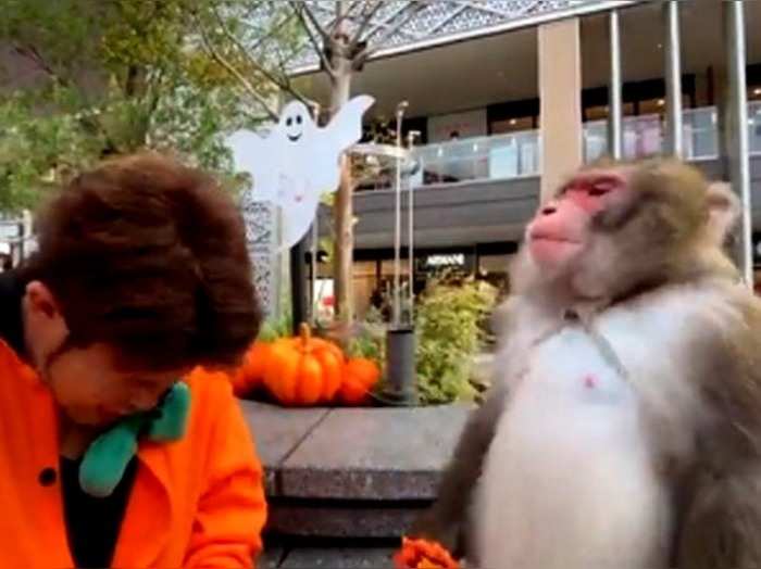 monkey hits man with a sword watch viral funny video
