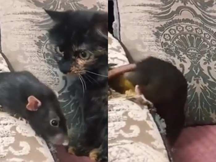 funny video of cat and rat will make you laugh