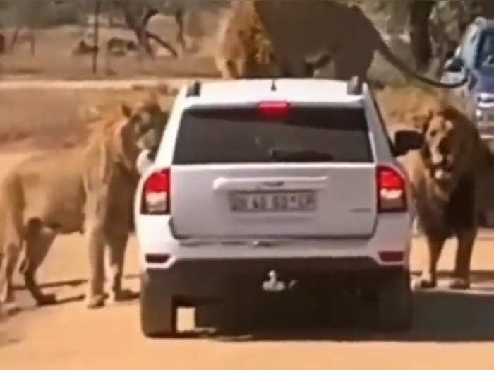 three lions attack on car ifs officer share shocking video