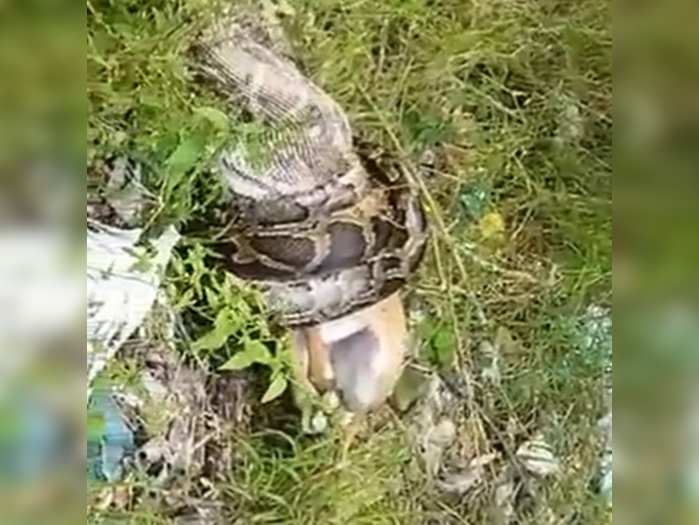 shocking video when python swallowing nilgai in uttarakhand video will shock you