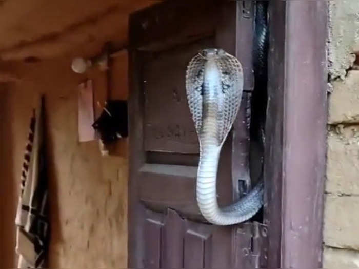 king cobra sitting on the door watch shocking viral video on twitter