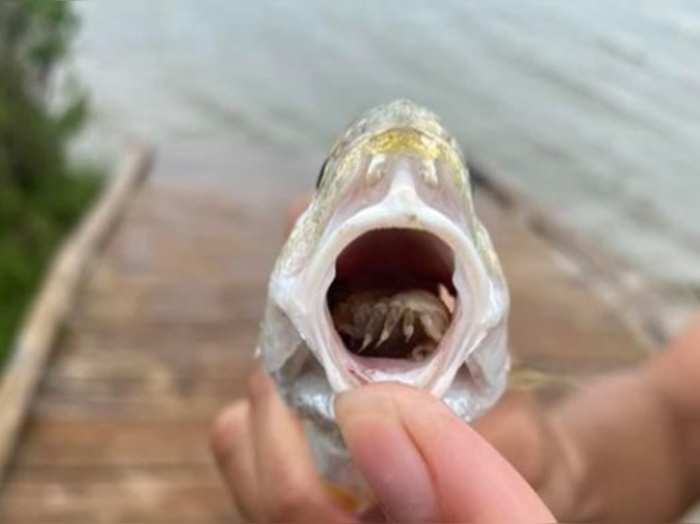 मछली के मुंह में घुसा परजीवी, खा गया पूरी जीभ