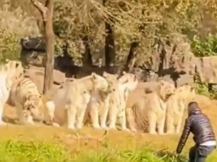 जब 11 बाघों के सामने कूद गया बंदा, खतरनाक वीडियो हुआ वायरल