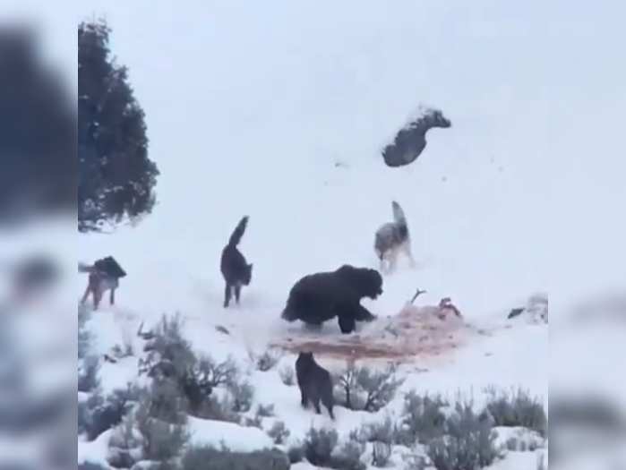 video grizzly bear and wolf are fighting for food