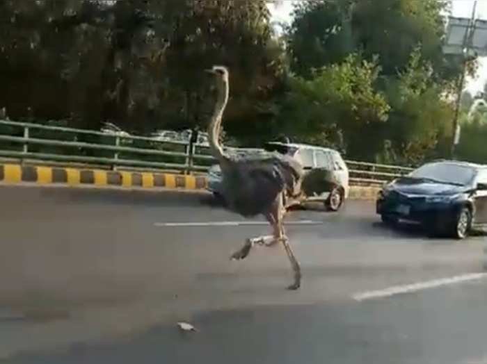 ostrich was running in pakistan road video will make you laugh