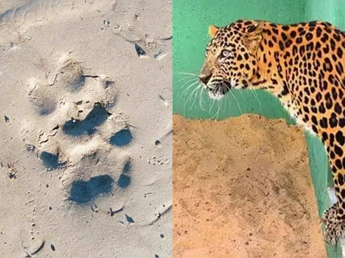 can you tell this footprint of tiger or leopard paws