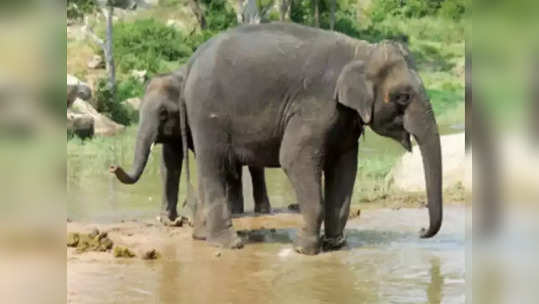 हत्ती झाला गणपती बाप्पाच्या भक्तीत तल्लीन; पाहा गणेशभक्ताचा थक्क करणारा व्हिडीओ