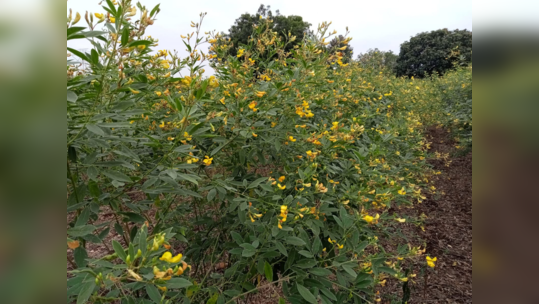 नशीबच फुटक! ढगाळ वातावरणामुळे तूर, हरभरा संकटात; बळीराजा हतबल