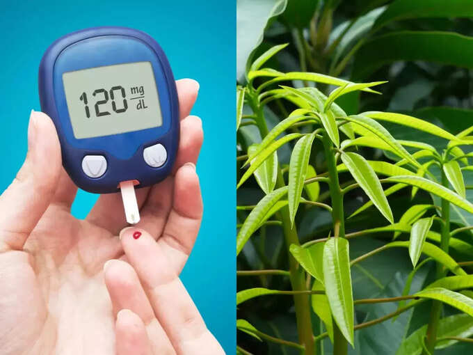 best indian herbs for diabetes: world diabetes day 2021 : சர்க்கரை நோய் கண்ட்ரோலா இருக்க, மருந்தோடு இந்த வைத்தியமும் ஃபாலோ பண்ணுங்க! 3 samayam tamil Tamil News Spot