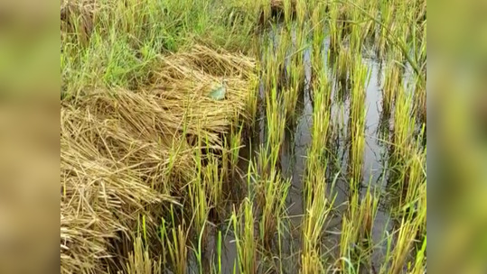 अवकाळी पावसाने शेतकऱ्यांच्या तोंडचा घास हिरावला, गडचिरोलीत बळीराजाचं मोठं नुकसान